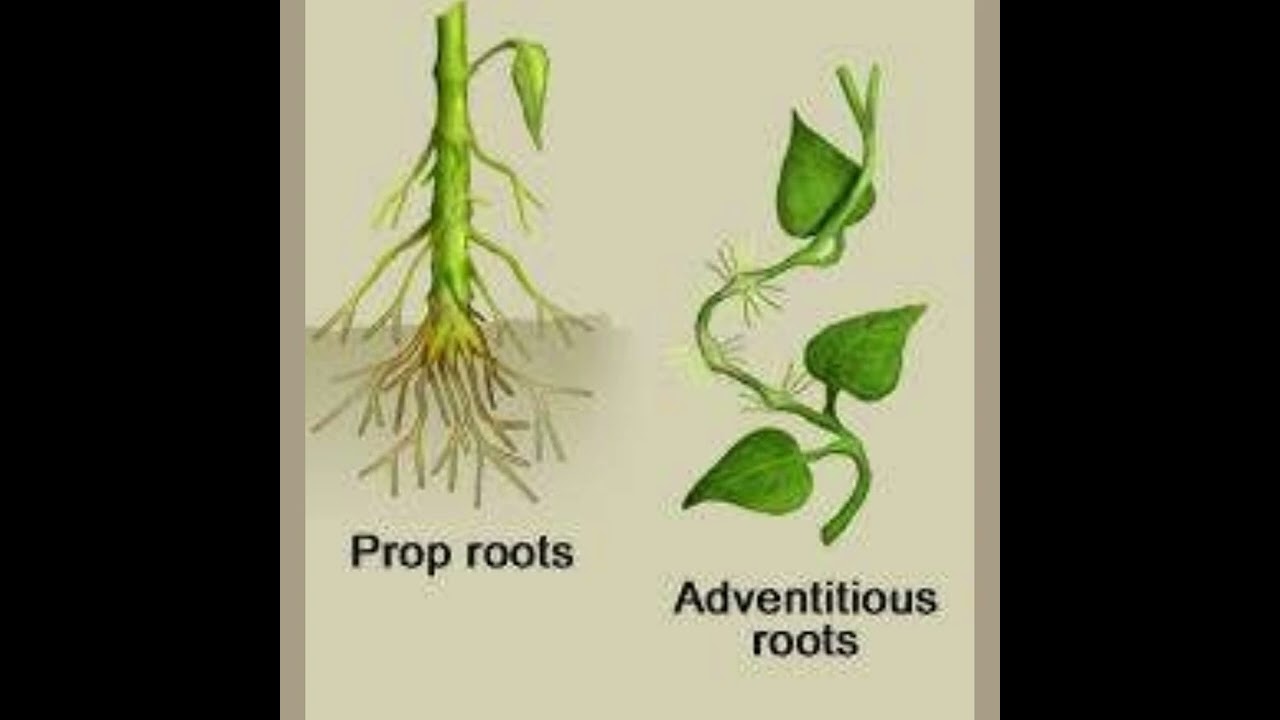 Different types of Root || Prop roots and Adventitious Roots