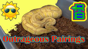 Crazy Ball Python Combos!  Check Out Some Breeding Updates!