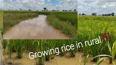 In rural areas heavy rains flooded rice fields!/rice crop.