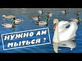 Нужно ли мыться? Белый лебедь принимает ванну.