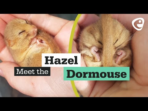 Meet the Hazel Dormouse