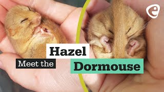 Meet the Hazel Dormouse