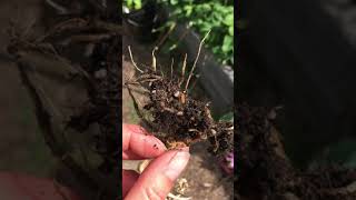 Worms eating my cauliflower roots. Root maggot