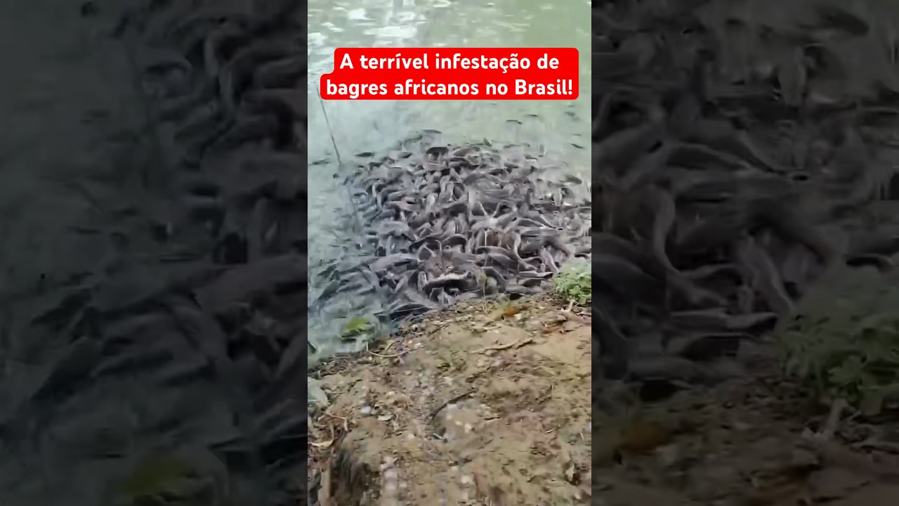 A INFESTAÇÃO DE PEIXES BAGRES AFRICANOS NO BRASIL