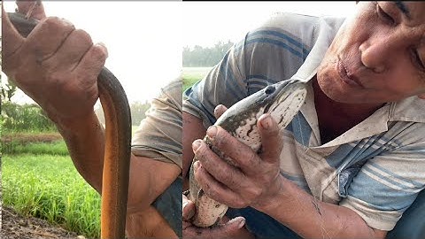 CÁCH CẮM CÂU KIỀU QUÁ DỮ - DÍNH LƯƠNG RẮN CÁ LÓC KHỦNG | ATĐQ 14