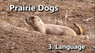 Prairie Dogs: America's Meerkats - Language