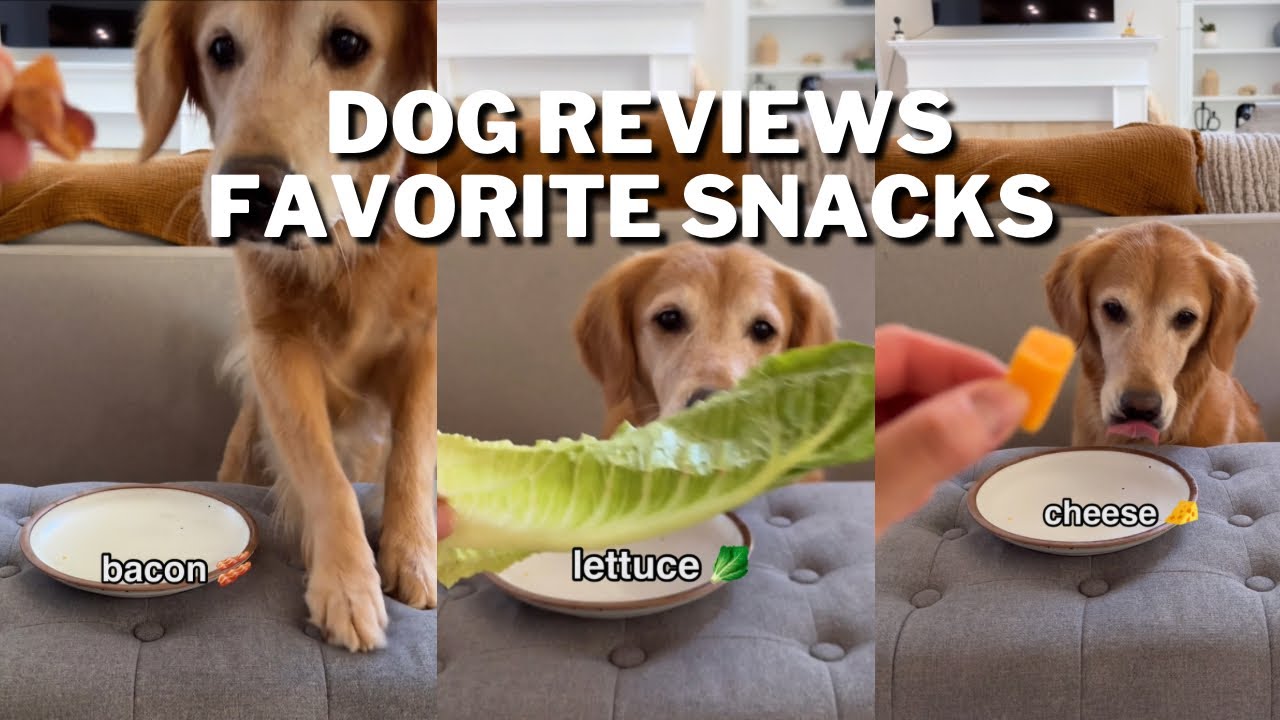 Dog Reviews Food Golden Retriever Taste Test Lana YouTube