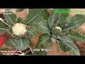 How to Grow Cauliflower at Home In Pots | Grow Cauliflower with Harvesting Update | At Home