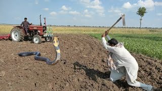 Sanke Video Naag Jogi Fiazjogi Caught The Big King Cobra Snake In Village New Video King Cobra