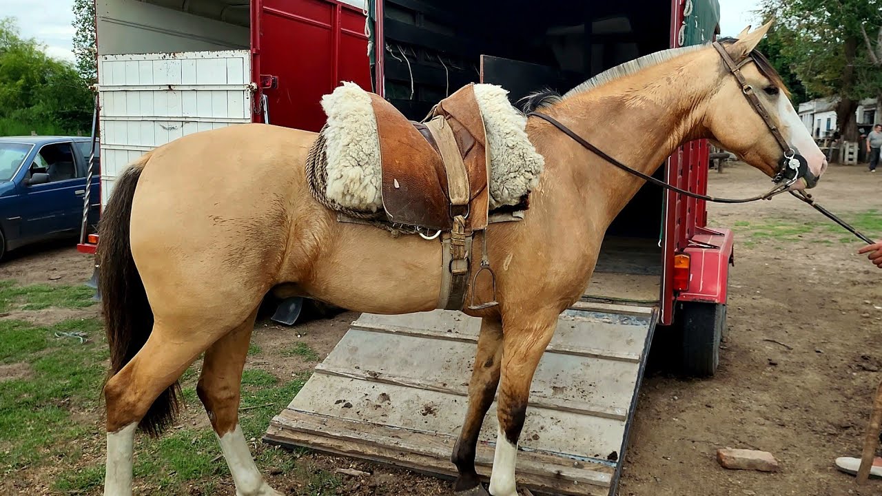 VENDIDO__criollo inscripto, ideal para las pilchas VEINTEDEJUNIO EL PITUCO .rp15  $960.000