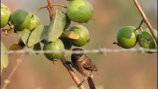 Sweet Nightingale (Lyrics Version) - Arr.P.M.Adamson