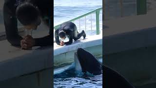 超ラブ♥ラブ♥な二人にホッコリ^^ #Shorts #鴨川シーワールド #シャチ #Kamogawaseaworld #Orca #Killerwhale