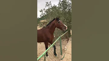 صهيل الخيل العربي طرب 