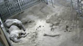 CCTV footage at Noah’s Ark Zoo Farm shows elephants cozy slumber