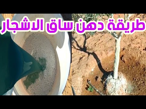 ماهو الطلاء الأبيض الموجود بساق الأشجار فوائد الجير والنحاس والشبت الأشجار المثمرة
