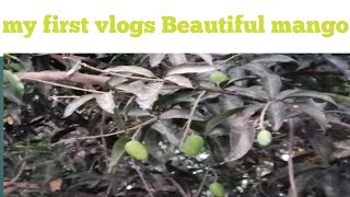 My  First Vlogs Beautiful mango In My Village