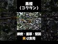 あまりにも硬い木3選【植物】【黒檀】