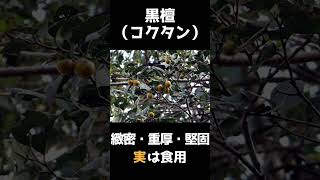 あまりにも硬い木3選【植物】【黒檀】