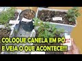 COLOQUE UMA PITADA DE CANELA EM PÓ E VEJA O QUE ACONTECE!