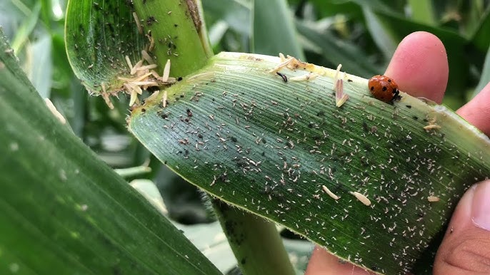 Erkaklar oyoq barmoqlarini sorish porno Retro jinsiy aloqa nudistlari nudizm