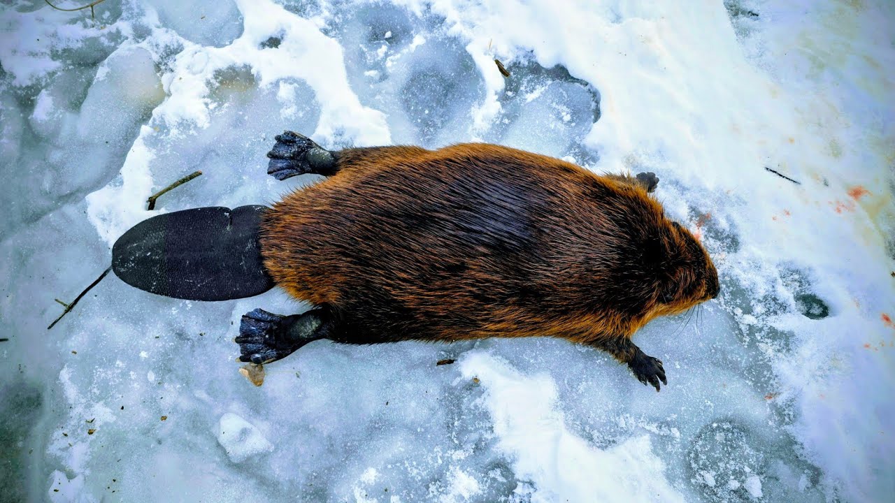 We Pulled One Huge Beaver Out Of This Old Beaver Lodge - YouTube