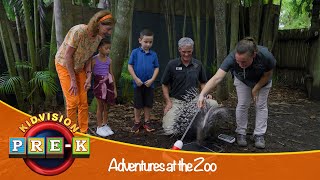 Adventures at the Zoo | Virtual Field Trip | KidVision PreK
