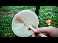 🍄 На грибах. Неочікувано багато Білих грибів