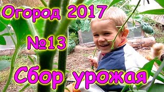 Огород 2017г. - сбор урожая, конец сезона. (09.17г.) Семья Бровченко. Огород 2017г. - сбор урожая, конец сезона. (09.17г.) Семья Бровченко.