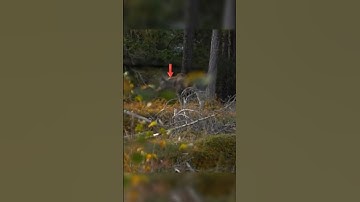 long distance one shot kill moose hunt in beautiful forest place #hunting #moose #chasse