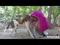 Paralysed dog's broken heart was visible in his eyes...rescued.