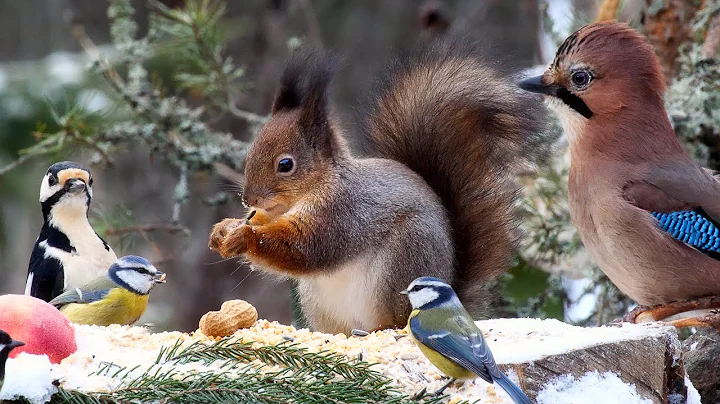 Feast for Hungry Forest Friends: 10 hours Cat & Dog TV