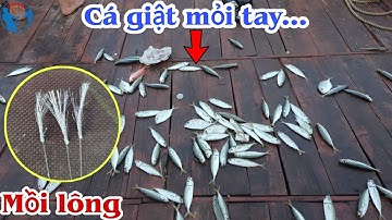 Lưỡi Câu Lông - Câu Trúng Luồng Cá, Giật Mỏi Tay | Tiến Bens - Fishing