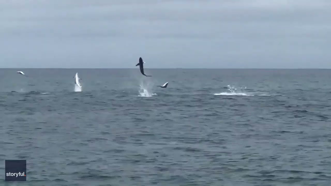 Spinner Sharks Put on Awesome Display for North Carolina Fishermen