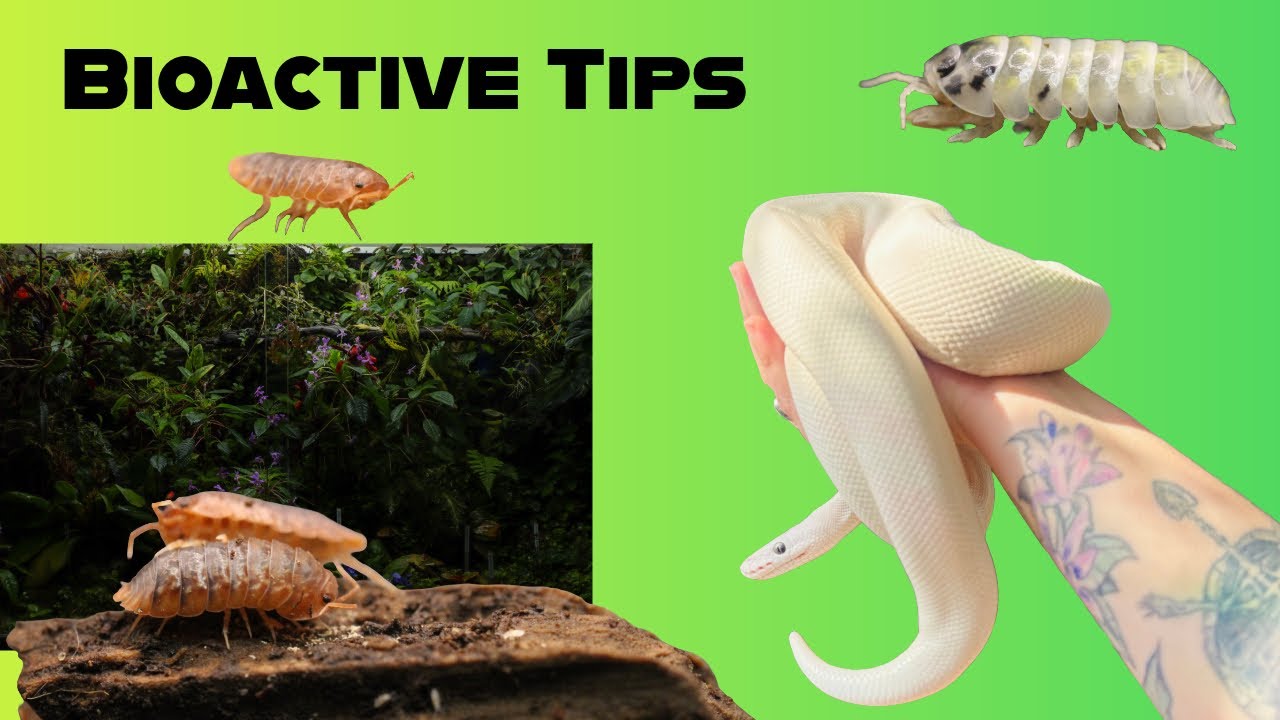 Советы по биоактивному укрытию!