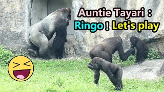 Gorilla Tayari enjoyed playing with nephew Ringo & son Jabali金剛猩猩Tayari邀D’jeeco玩和Ringo,Jabali玩好嗨J鬧把拔