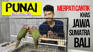UNBOXING BURUNG PUNAI WALIK KEPALA UNGU SALAH SATU JENIS MERPATI TERCANTIK DI DUNIA ASAL INDONESIA