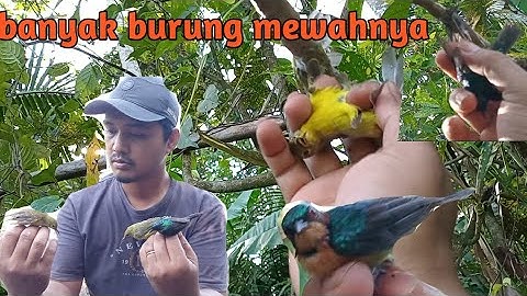 Mikat burung di hutan ini,banyak burung mewahnya