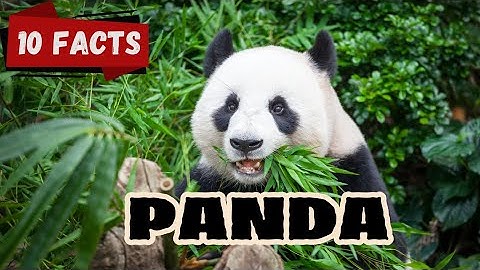 10 Fascinating Facts About Pandas | Learn More About These Cute Creatures! #PandaFacts