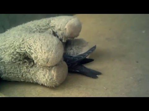 my bird(ჩემი ჩიტი ნამგალა)