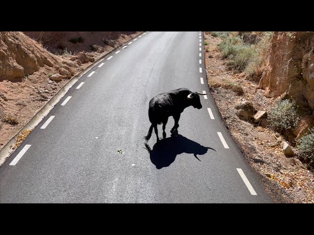 El encierro de Uceda no defraudó a nadie. GuadaTV Media class=