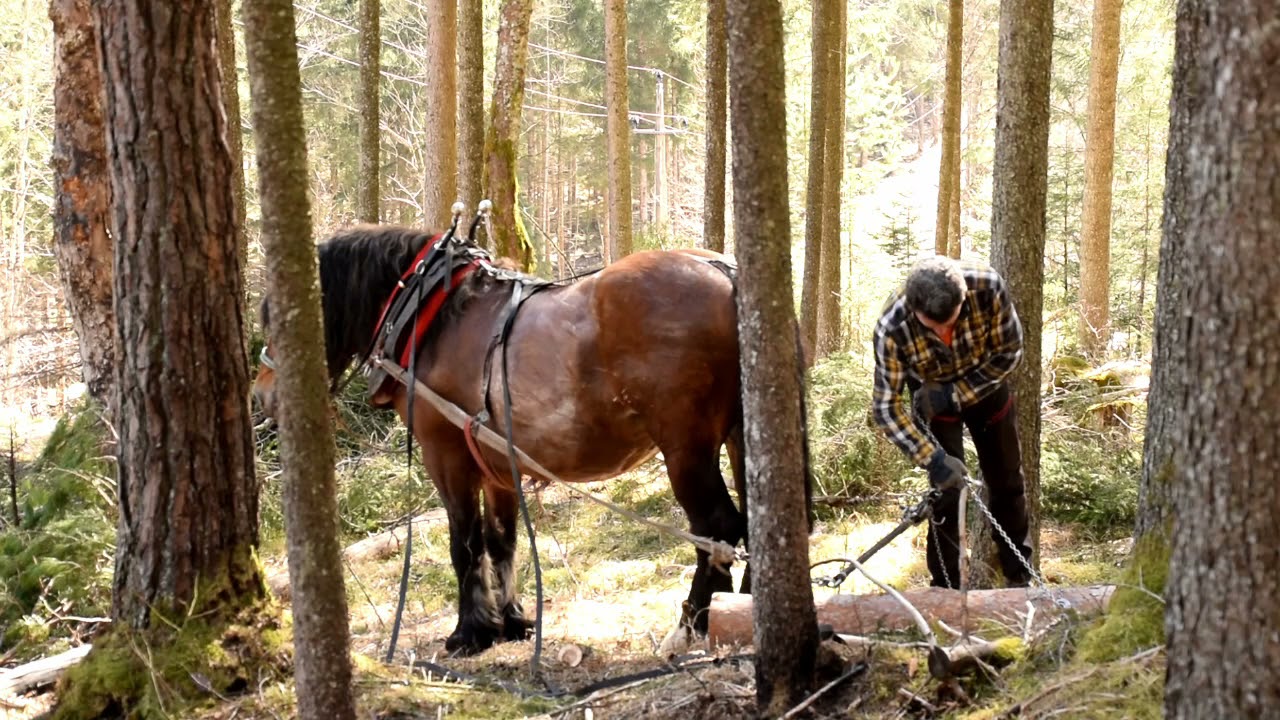 Working with a horse in the forests of Austria part two.