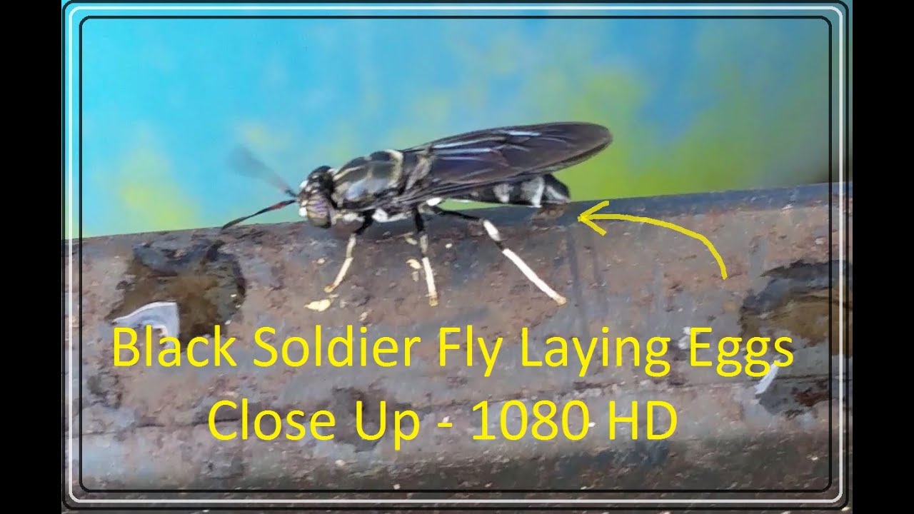 Black Soldier Fly Laying Eggs Beautiful Hermetia Illucens Close Up 1080