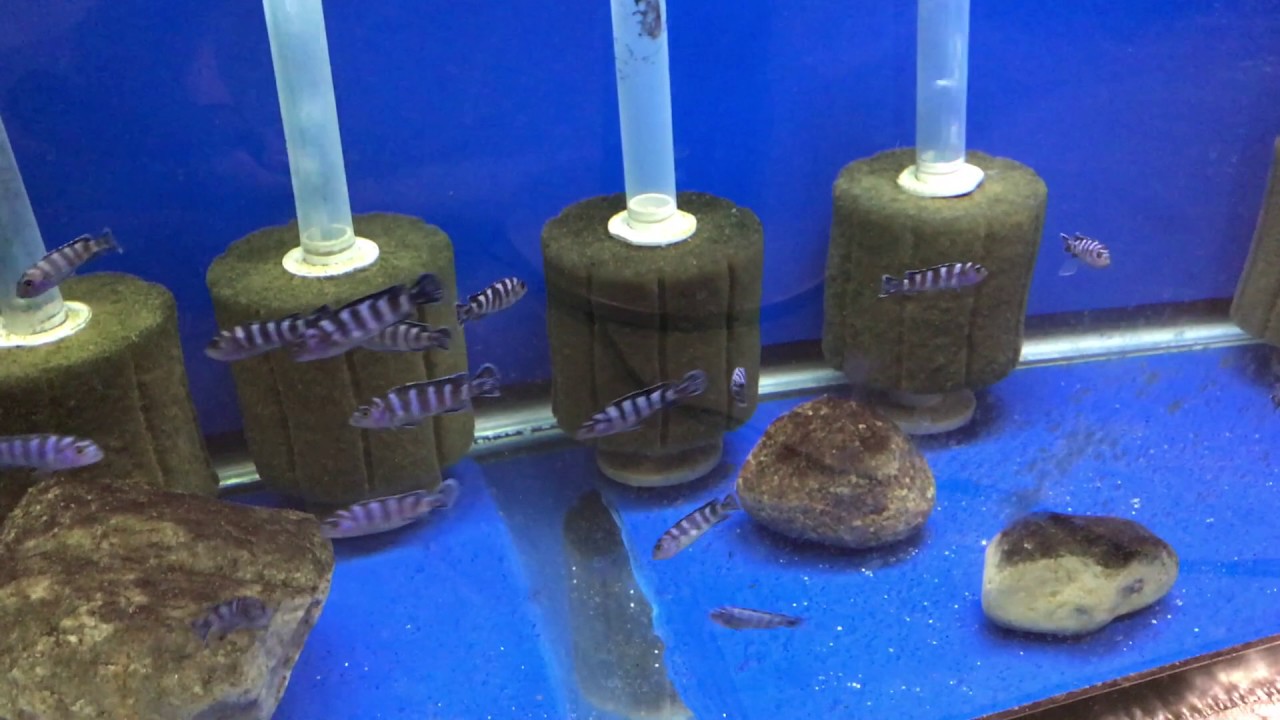 Pambox Rocks Pseudotropheus demasoni (Pombo Rocks) - YouTube