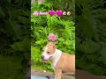 🩷🩷🐶🐶Rose&Lulu’#dog #pets #pitbull #labrador #dogshorts #cutedog #cuteanimals #dogs #pet #doglife