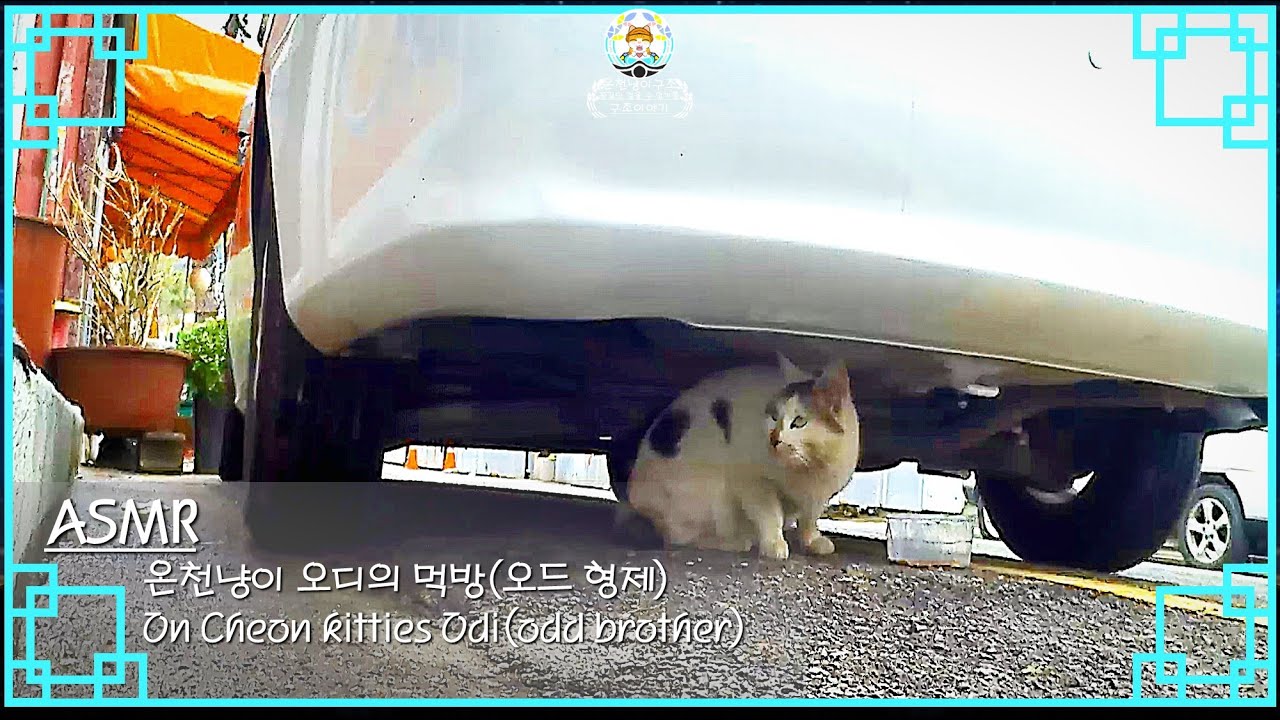 [캣츄(Cat-Chu)] ASMR 온천냥이 오디의 먹방 On Cheon kitties Odd -하양이편(Whitie))-1 ...