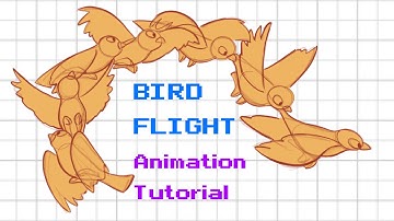 Bird Flight Animation Tutorial