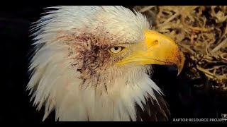 📢UPDATED INFO - Hatch in Progress? (TAKE 2) - Decorah Eagles (Explore.org) (3\/20)