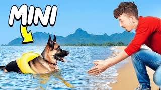 I Tried Teaching MY DOG to Swim