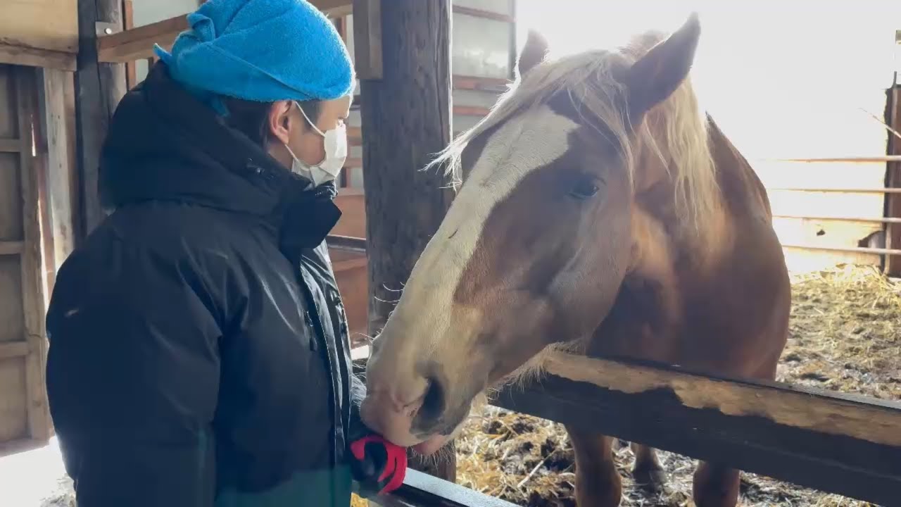 【ばんえい】ヴェルをさらにキレイにしてみた