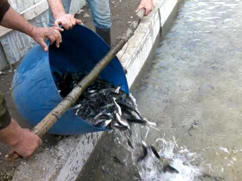 პირველი საკალმახე მეურნეობა ზუგდიდში   სოფ  რუხი  pirveli sakalmaxe meurneoba zugdidshi   sop  ruxi